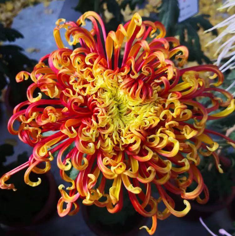 【带花苞发货】凤凰振羽大盆栽菊菊花类