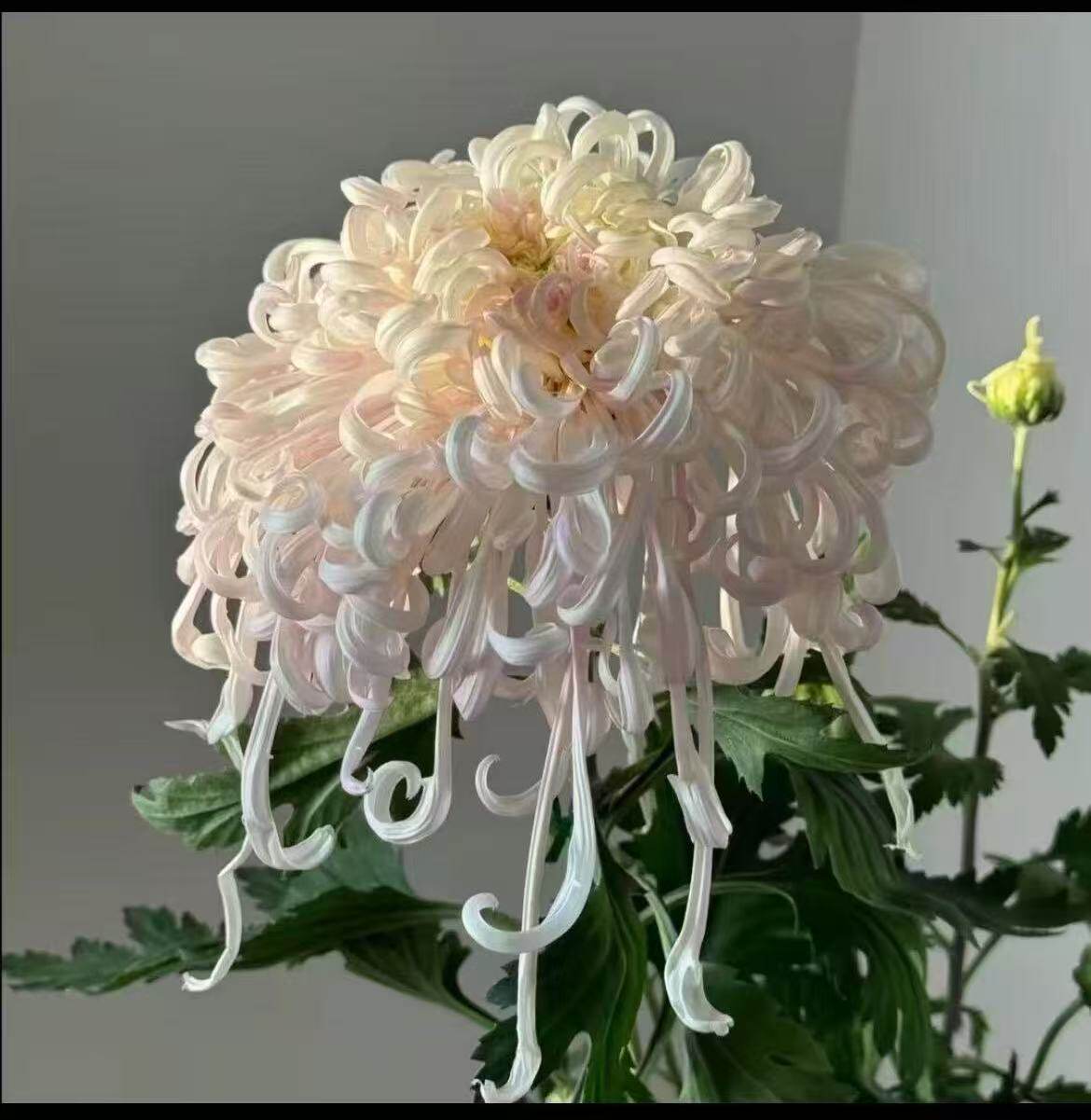 【带花苞发货】蜀国夫人盆栽菊花苗室内外阳台花卉好养