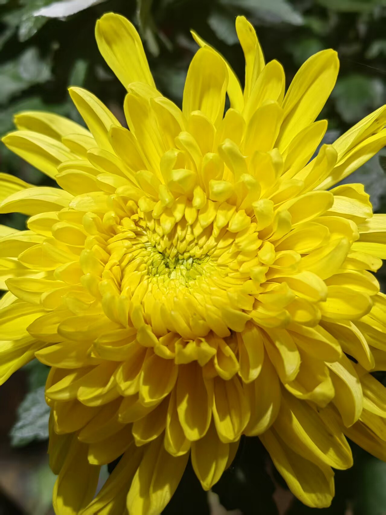 【带花苞发货】皇冠盆栽菊花苗室菊花类