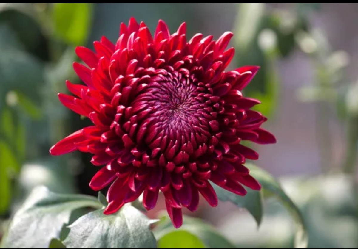 【带花苞发货】墨菊盆栽菊花苗室内外阳台花卉好养