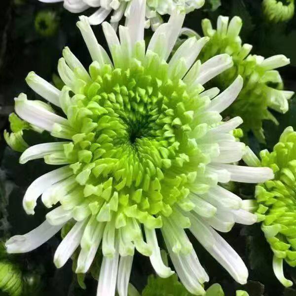 【带花苞发货】绿菊盆栽菊花苗室菊花类