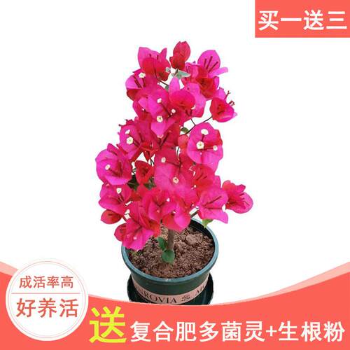 三角梅三角梅盆栽爬藤树苗花卉