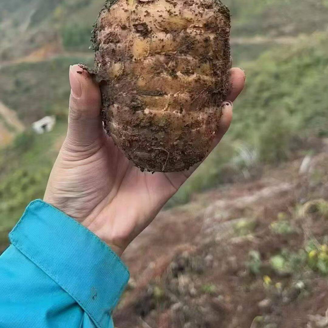 云南昭通特产新鲜天麻中药材现挖现发乌天麻农家自种天麻1kg包邮