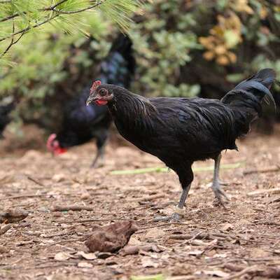 云南特产香格里拉尼西土鸡赠羊肚菌农家母鸡走地鸡整鸡现杀2.8斤