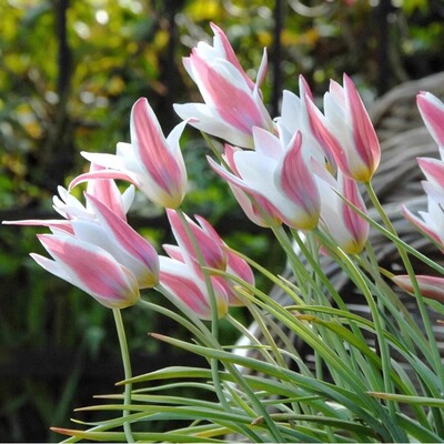 郁金香原生种球大球种