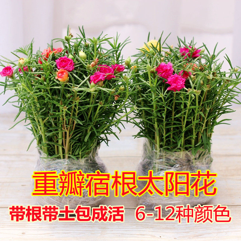 死不了太阳花盆栽苗重瓣带根种孑盆栽苗多色大花朵带根宿根室内外