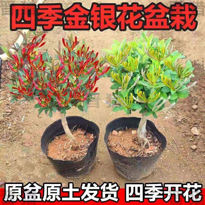 金银花树苗盆栽带盆带土带叶当年开花室内花园爬藤食用药红色花卉