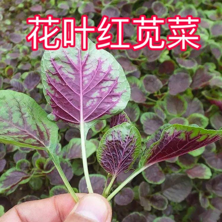 【圆花叶红苋菜种子】红苋菜种子家庭小院种菜阳台盆栽种植春季耐