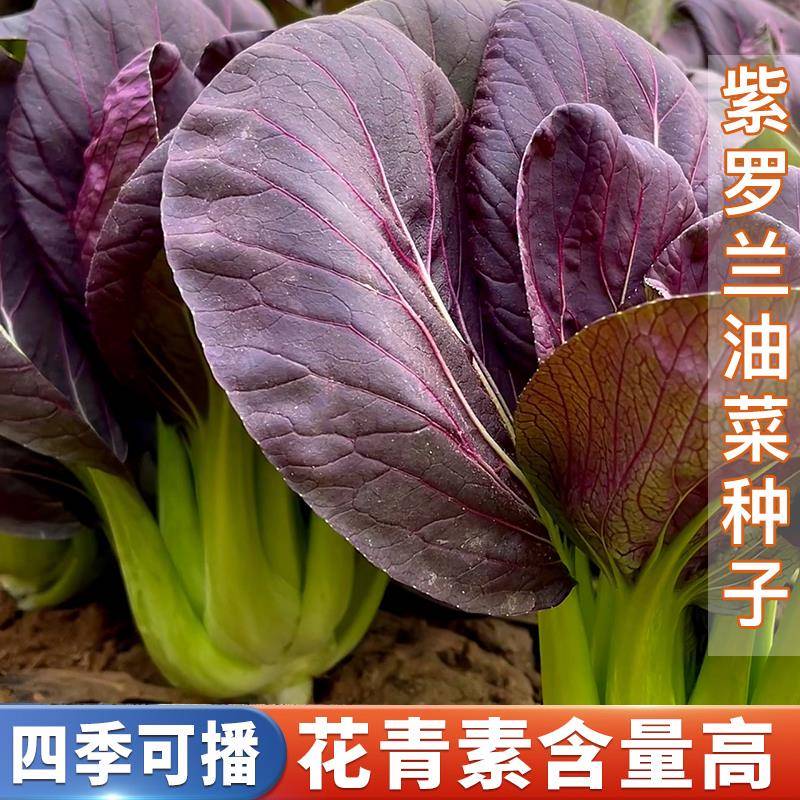【福利】紫罗兰油菜种籽紫色小青菜阳台盆栽菜园地种植农家蔬菜籽