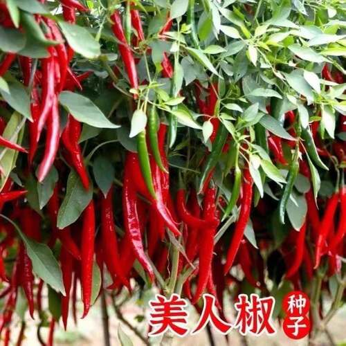 (拍2发3)美人椒种籽小红辣椒干小米椒种子红色辣椒籽四季蔬菜种籽