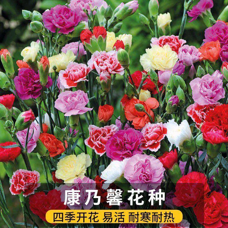 【1000粒】重瓣康乃馨种子四季开花盆栽耐寒易活绿植花卉籽图片