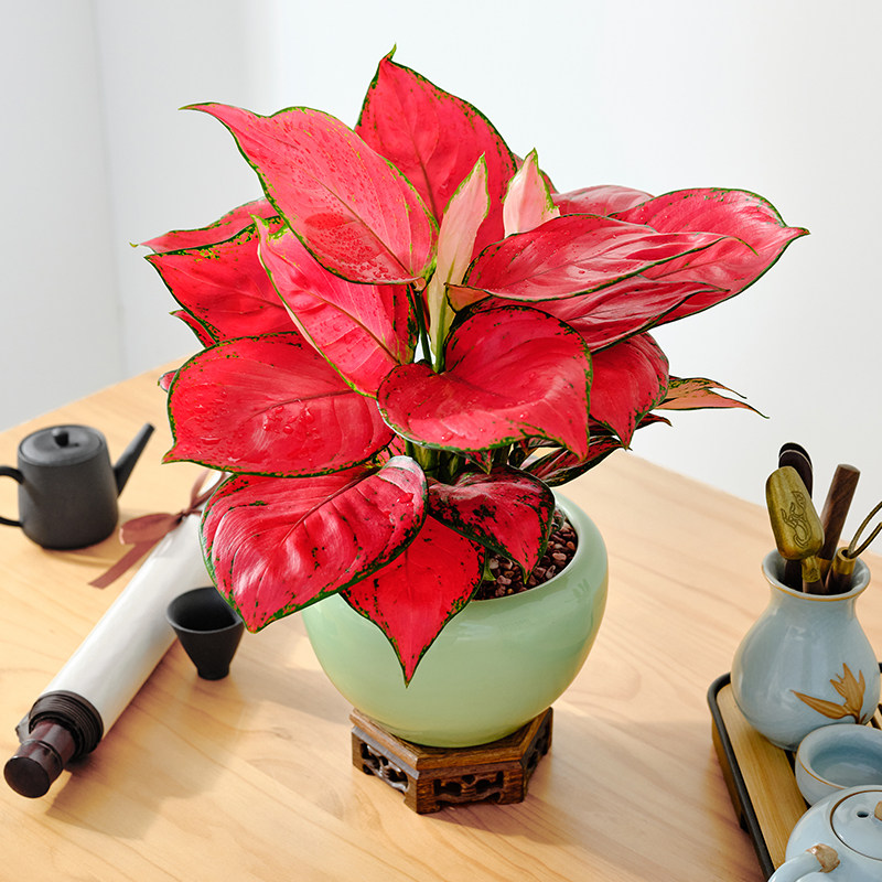 红如意竹芋盆栽室内耐荫四季好养绿植桌面净化空气懒人水培植物