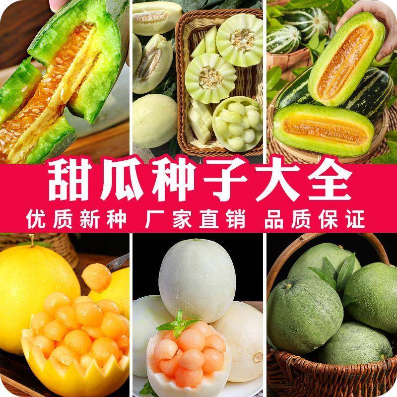 绿宝石甜瓜种子白薄皮香瓜种子四季蔬菜种籽脆甜瓜子早熟羊角蜜瓜