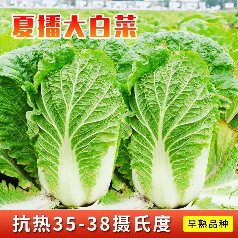 夏阳白菜早50耐热大白菜种子山东白菜种籽蔬菜白菜子四季农家庭院