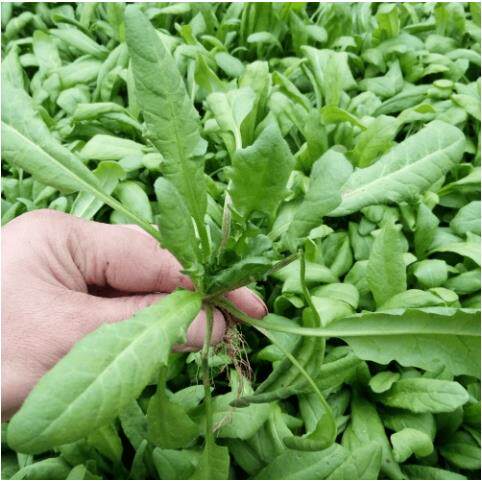 (拍2发3)大叶荠菜种子农家四季春夏野菜籽食用盆栽荠菜种子青菜籽
