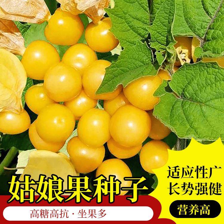 菇娘果种子姑娘果种籽黄菇娘果浆果皮薄肉厚甜度高四季种植简单