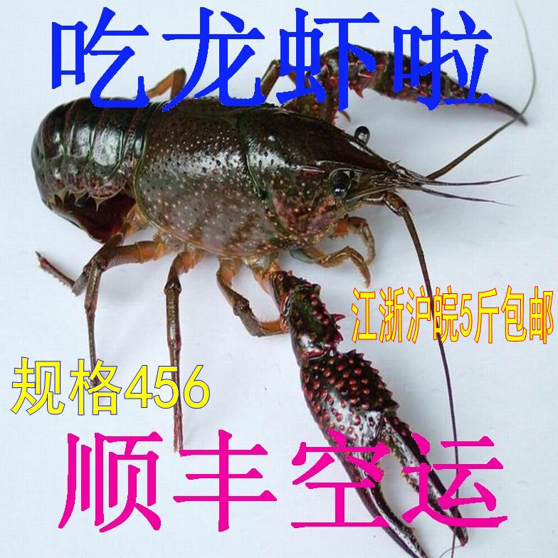 小龙虾鲜活  江浙沪皖包邮  活虾