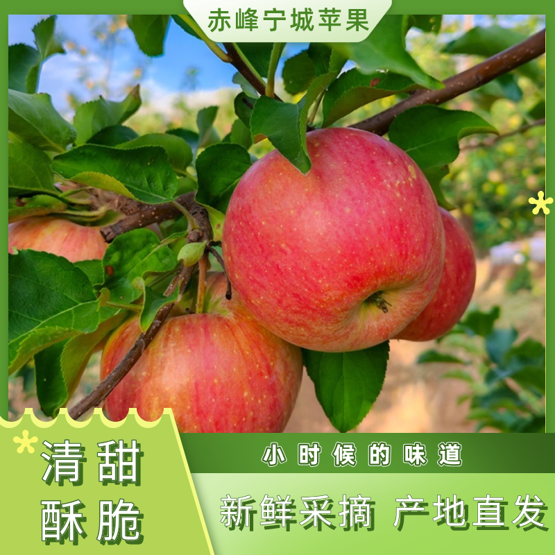 脆甜赤峰宁城苹果苹果