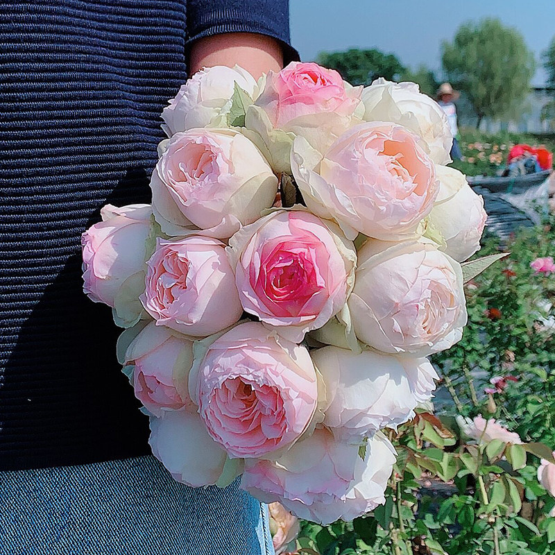 蒙娜丽莎月季花苗开花特大花玫瑰花室内阳台四季盆栽绿植花卉欧月