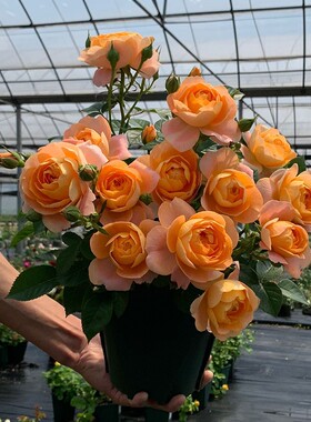 果汁阳台月季花苗大花浓香开花橘黄色庭院爬藤四季可盆栽玫瑰花卉
