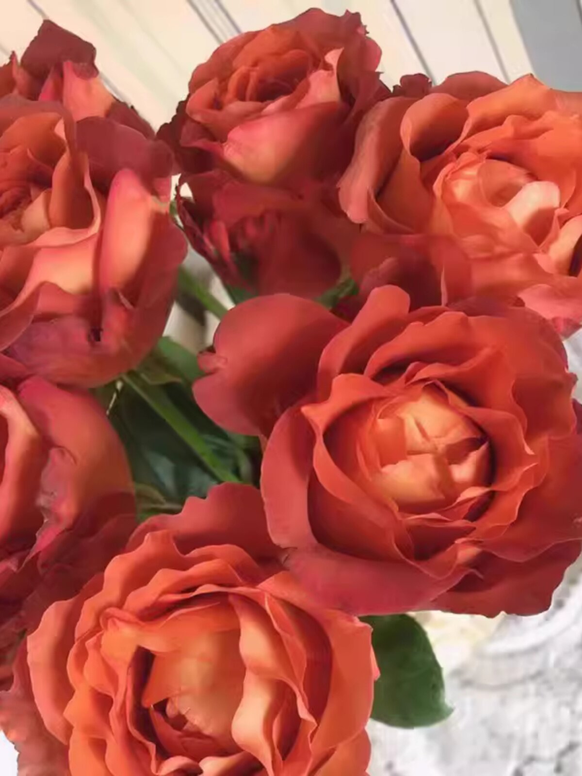 咖啡时间月季花苗开花特大花橘黄玫瑰花室内阳台四季盆栽花卉绿植