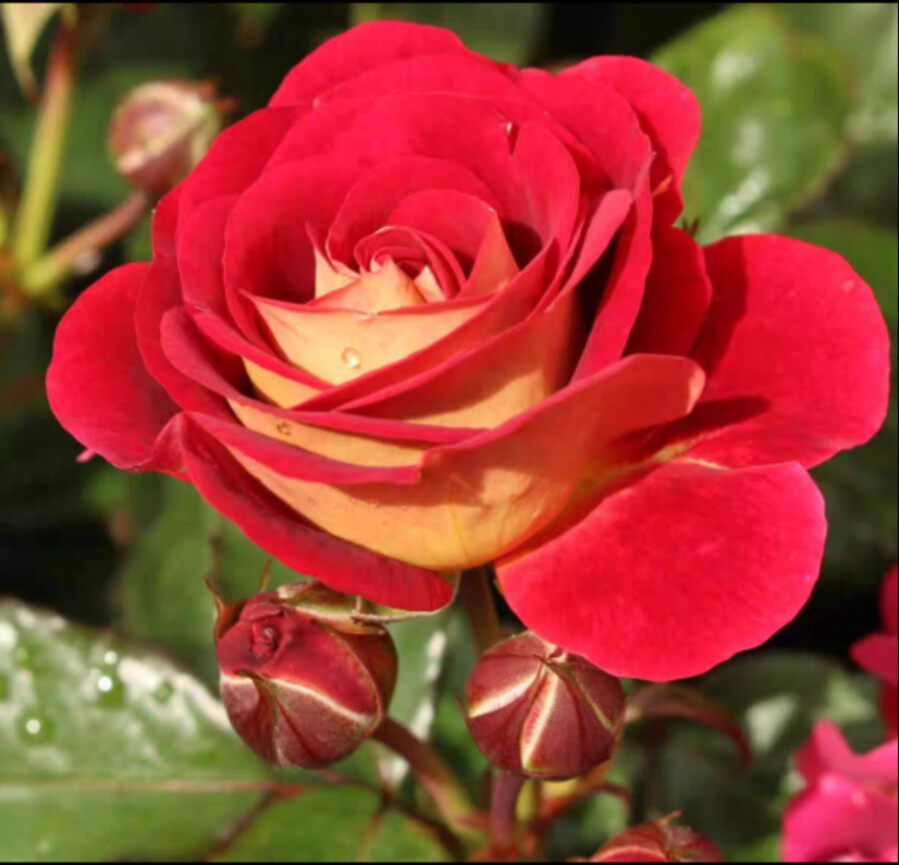 双鱼座 月季花苗二乔开花特大花玫瑰花室内阳台四季盆栽花卉欧月