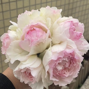 伊芙婚礼盒月季花苗大花浓香开花切花粉色玫瑰花四季盆栽花卉欧月