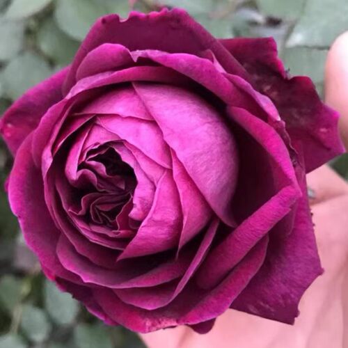 皇宫月季花苗特大花浓香开花玫瑰花四季盆栽花卉花树爬藤小苗欧月 - 封面