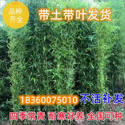 竹子苗庭院植物盆栽四季常青绿化紫竹罗汉竹黄金竹金镶玉毛竹围栏