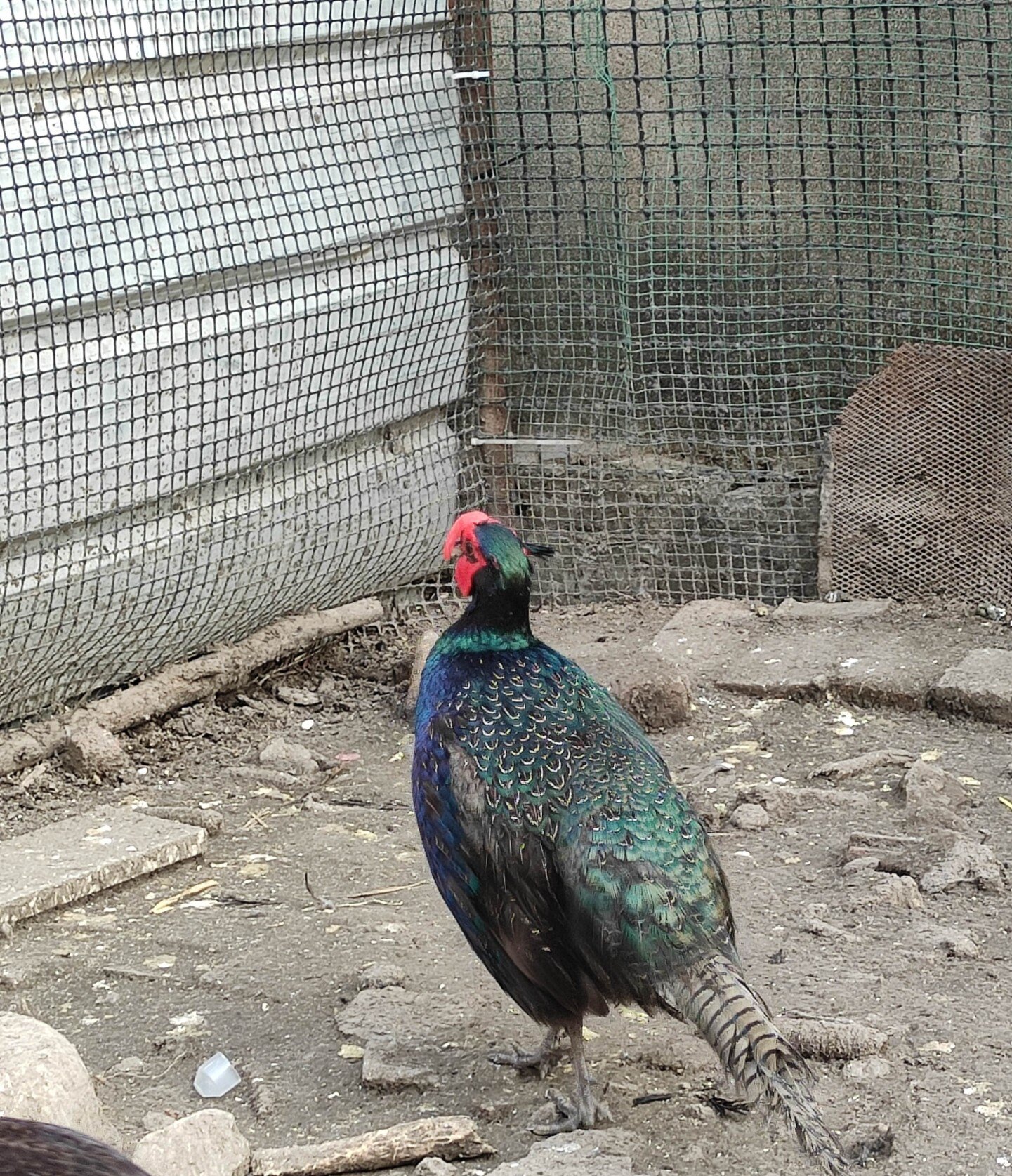 孔雀蓝山鸡种蛋10枚包6枚受精山鸡受精蛋非七彩山鸡自然受精种蛋