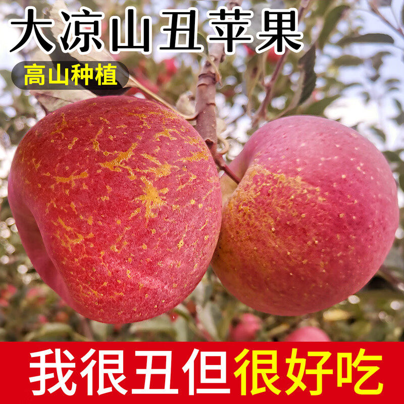 正宗冰糖心小苹果大凉山昭通
