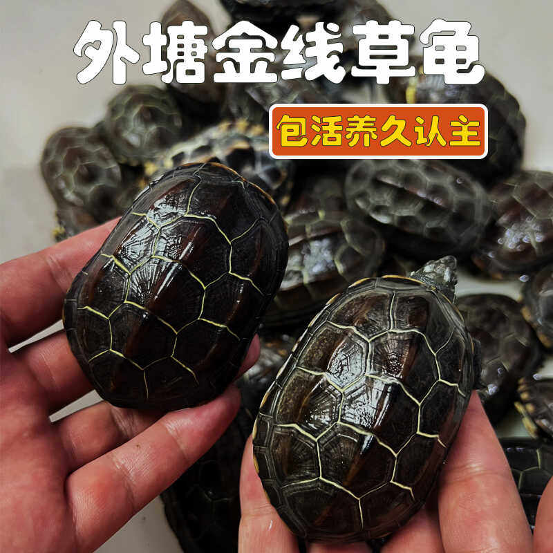 苏北金线草龟黑金草黑腹墨龟