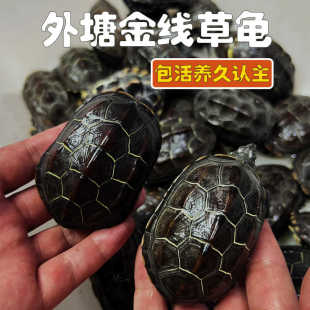 纯正冷水外塘苏北金线草龟黑金草黑腹墨龟活物小乌龟好养活体宠龟
