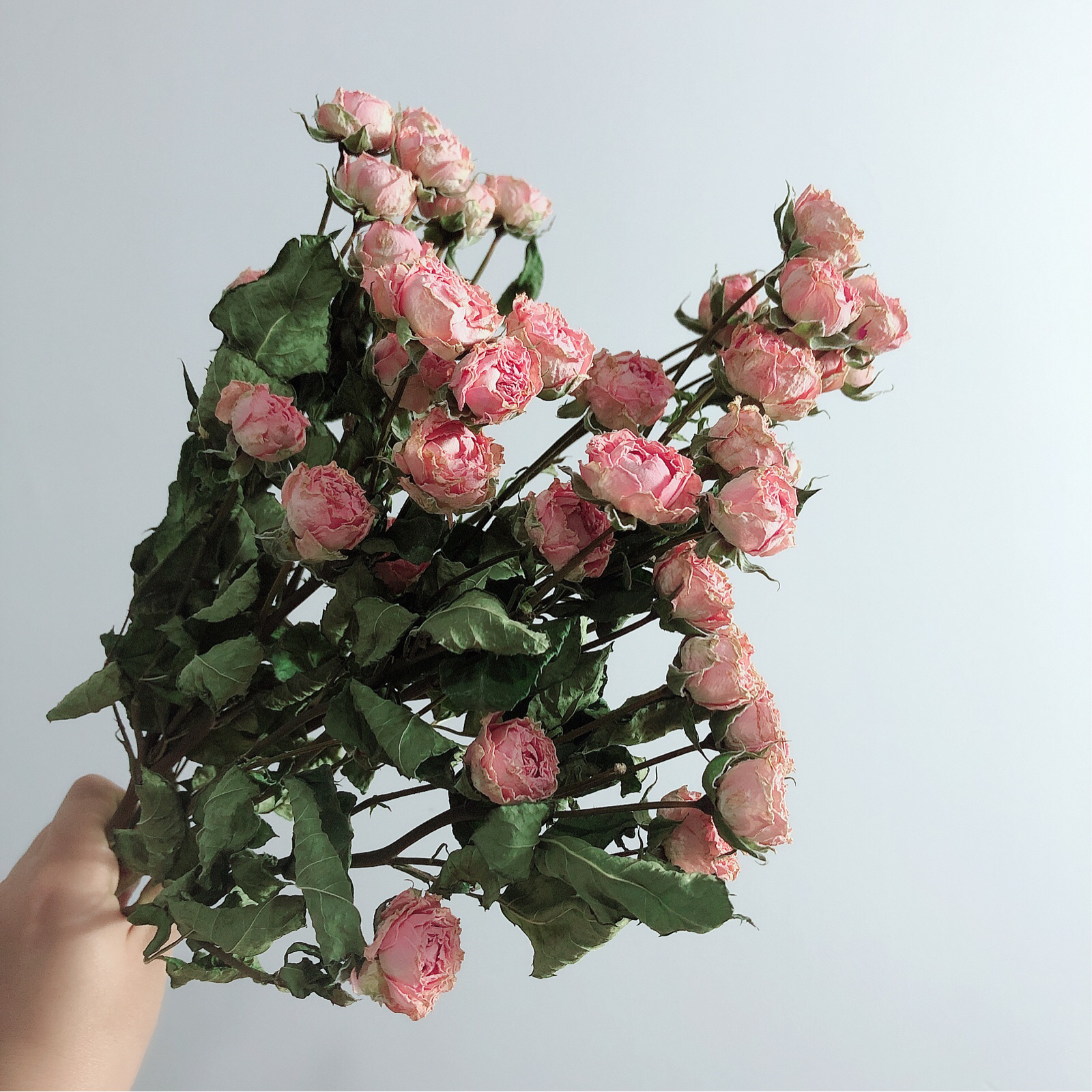 浅粉色玫瑰干花 蔷薇风干花花束真花 小清新文艺家居摆设花束客厅