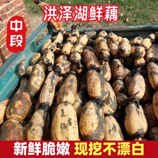 莲藕新鲜洪泽湖特产水果嫩藕脆藕生吃炒藕非藕带凉拌新花藕