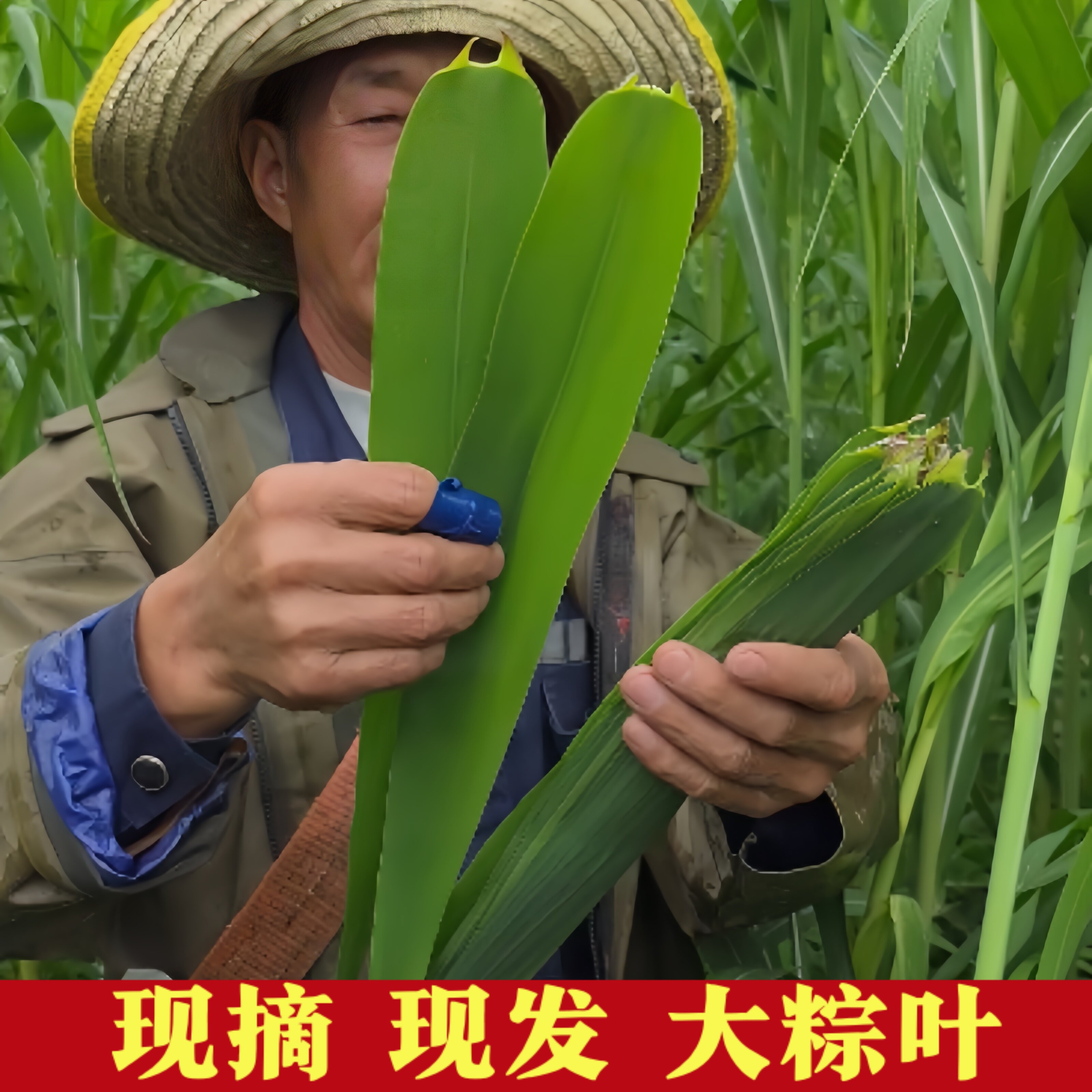 洪泽湖现摘苏北农家新鲜现发天然粽叶端午包粽子的叶子芦苇叶