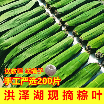 现摘野生纯天然新鲜粽叶芦苇叶包