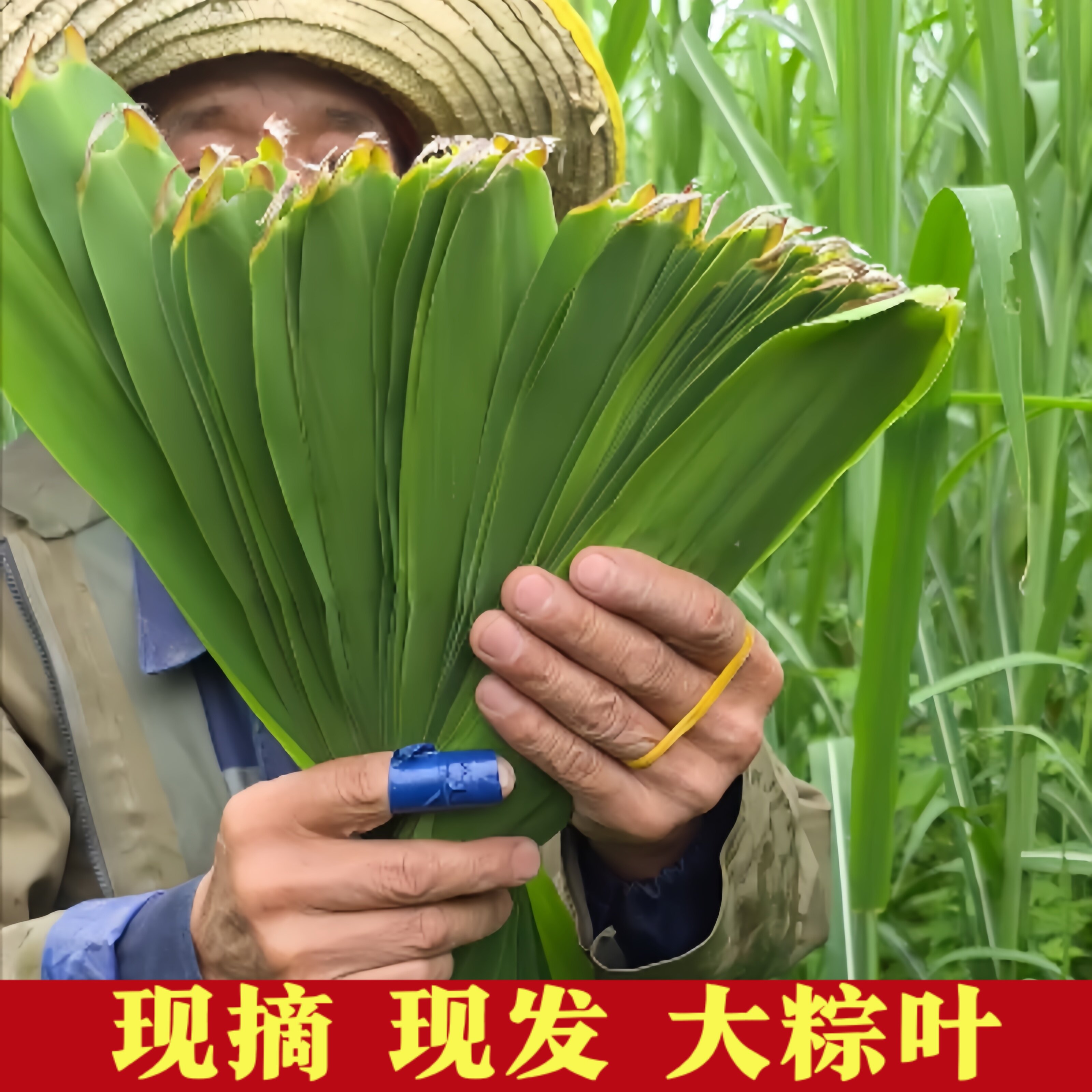 正宗洪泽湖端午粽子叶新鲜粽叶野生芦苇叶农家现摘大小叶子