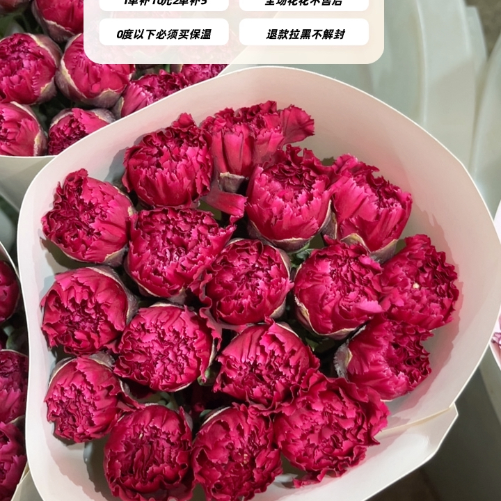 不售后，推荐红绸单头康1扎16～20只，购买三单包邮