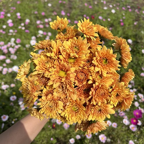 不售后，必买绝美复古橙棕汉城小菊1扎8～10只，购买三单包邮