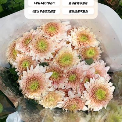 不售后，推荐绝美爆芯琉璃小菊1扎8～10只，购买三单包邮