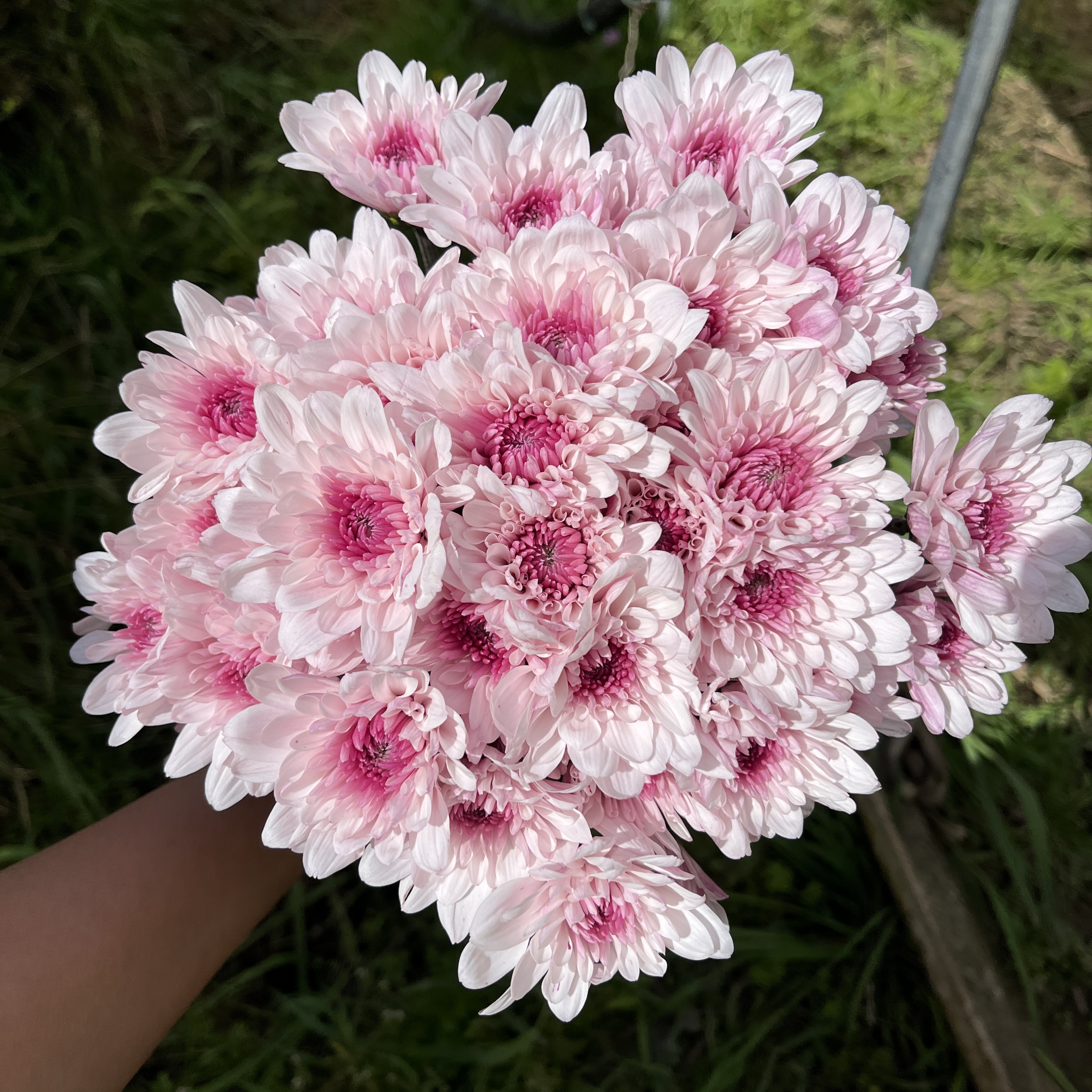 不售后，必买绝美草莓奶昔小菊1扎8～10只，购买三单包邮