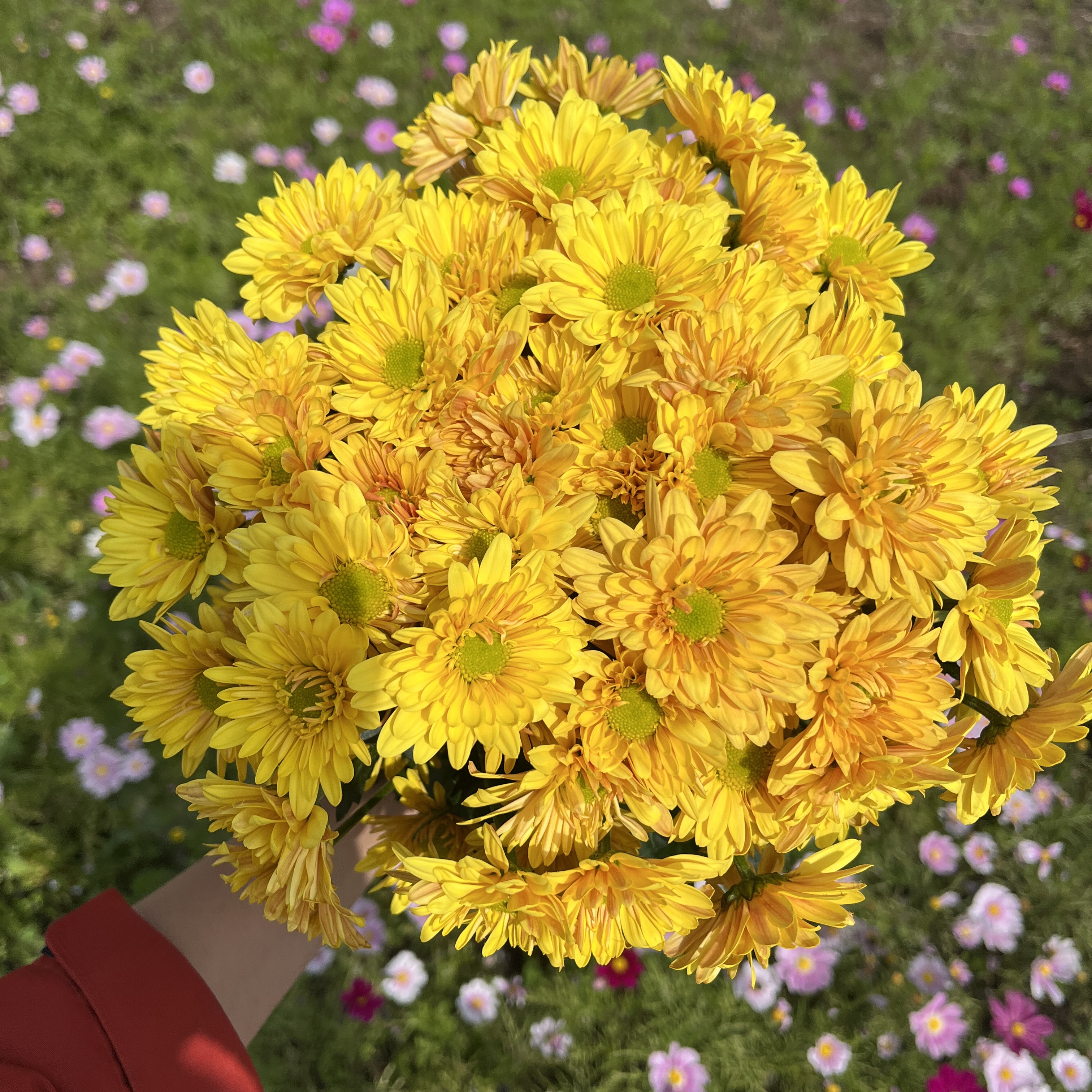 不售后，必买绝美金色汉城小菊1扎8～10只，购买三单包邮