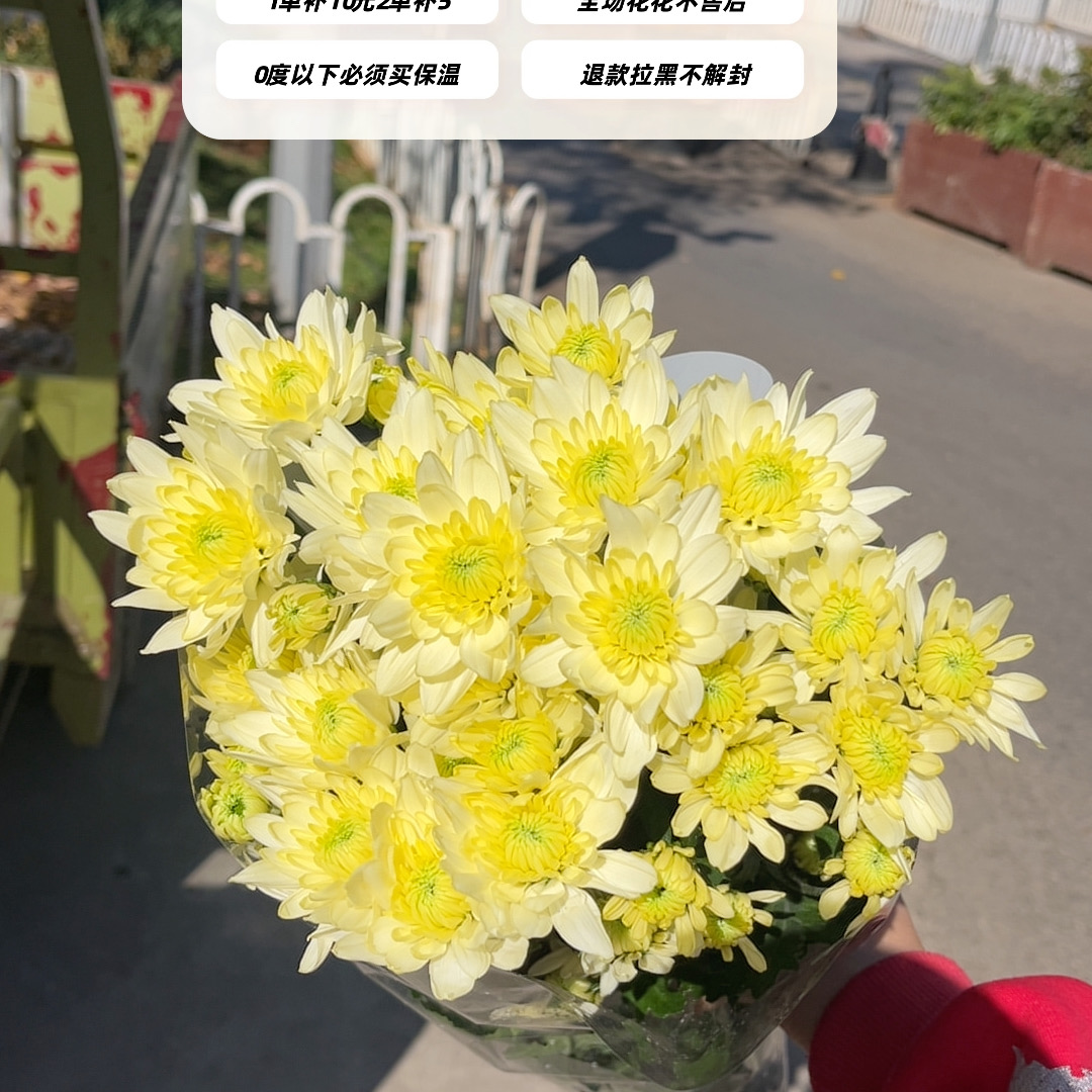 不售后，必买龙都春丽小菊1扎8～10只，购买三单包邮