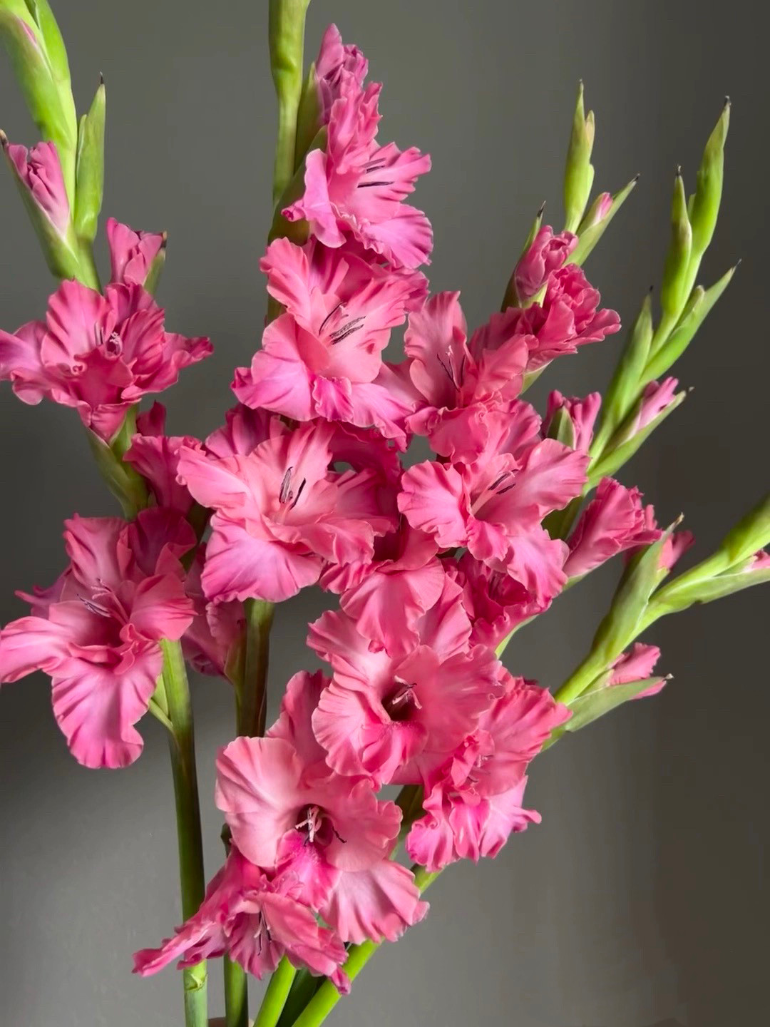 不售后，推荐必买紫云涧剑兰1扎8～10支，购买三单包邮,鲜花速递/花卉仿真/绿植园艺,花材,淘宝优惠券,粉丝福利购,淘宝优惠卷