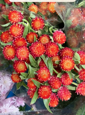 不售后，我种花红色千日红1扎，购买三单包邮