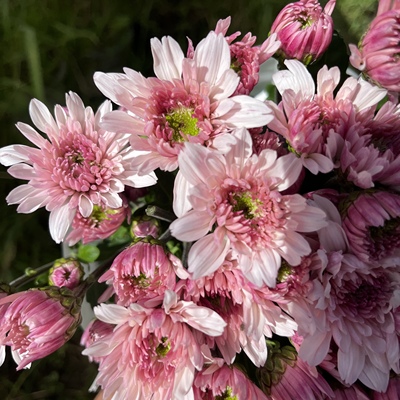 不售后，必买变异冰淇淋小菊1扎8～10只，购买3单包邮