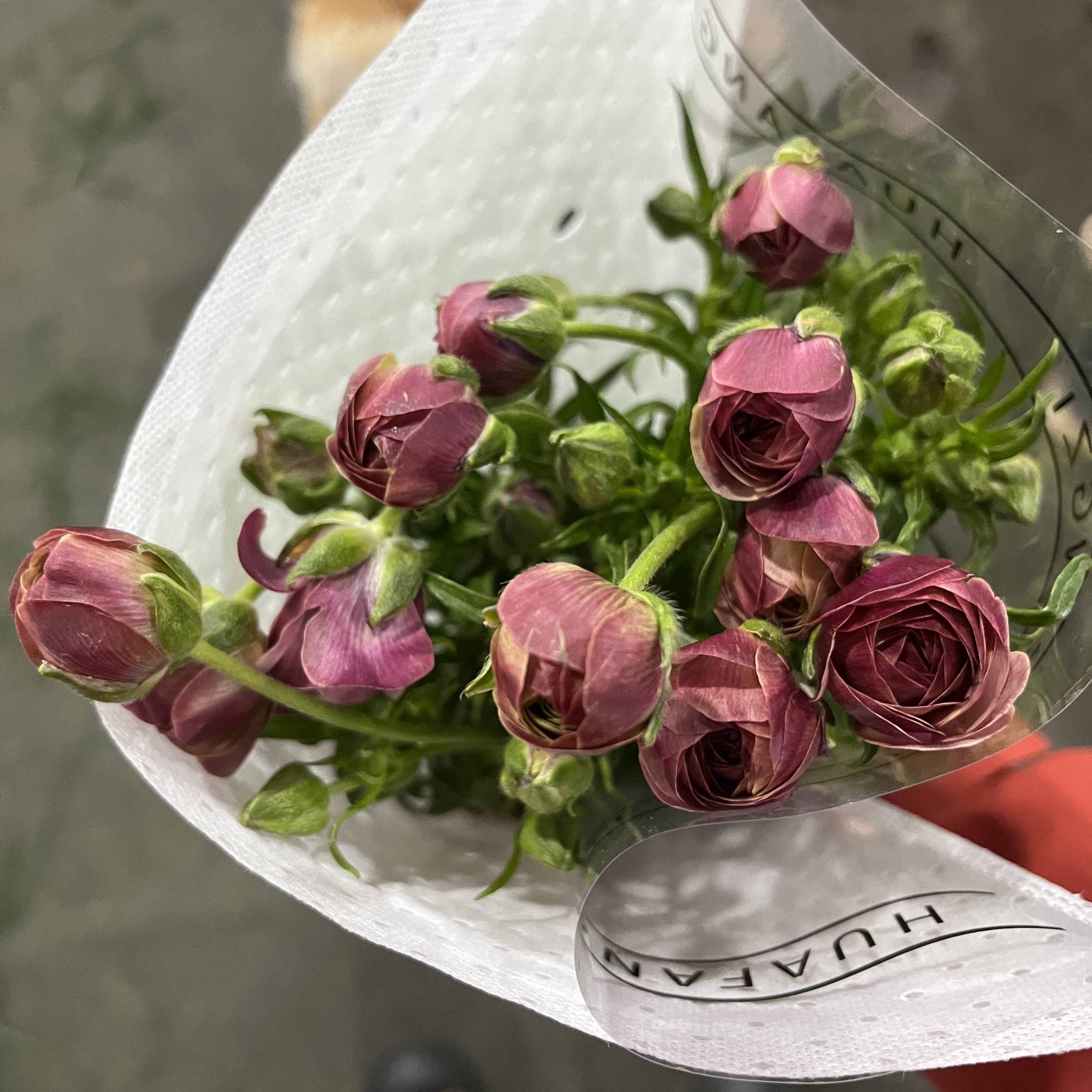 不售后，必买花房子乌梅子酱蝴蝶洋牡丹1扎4～5只，购买三单包邮,鲜花速递/花卉仿真/绿植园艺,花材,淘宝优惠券,粉丝福利购,淘宝优惠卷