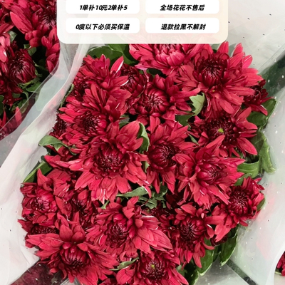 不售后，推荐飞溅绿心红丹小菊1扎8～10只，购买三单包邮