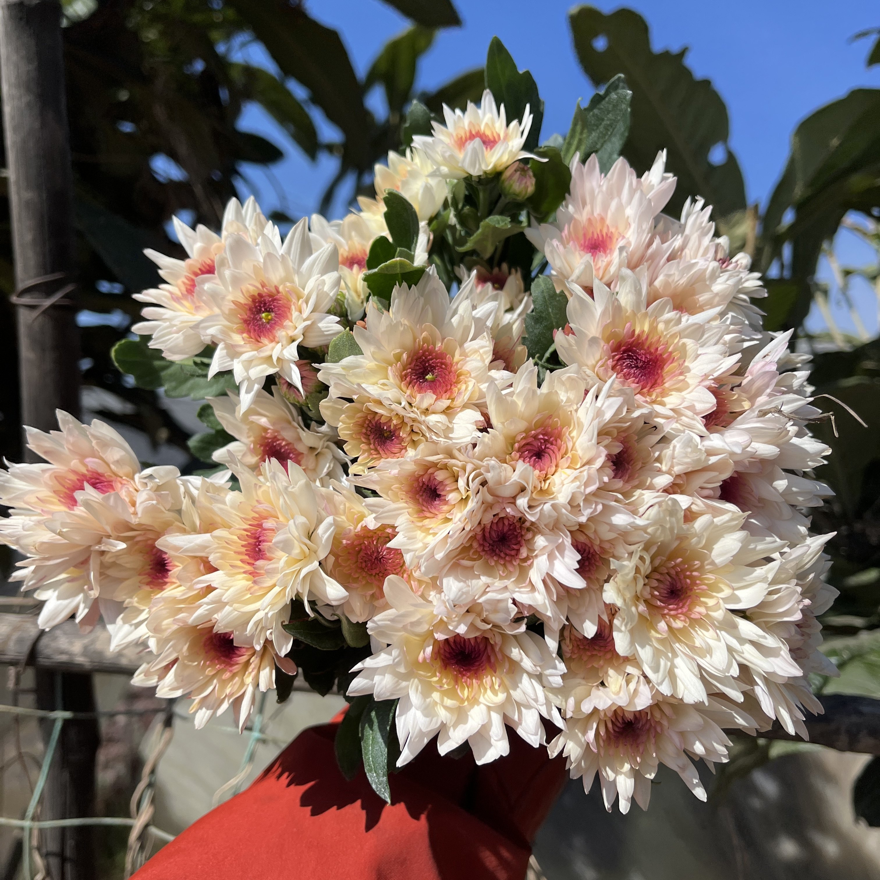 不售后，必买变异蛋糕小菊1扎8～10只，购买三单包邮,鲜花速递/花卉仿真/绿植园艺,花材,淘宝优惠券,粉丝福利购,淘宝优惠卷